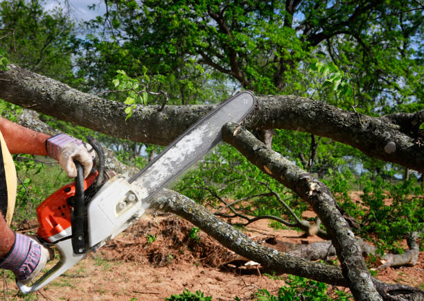 Best Tree Trimming and Pruning  in Lindsay, OK